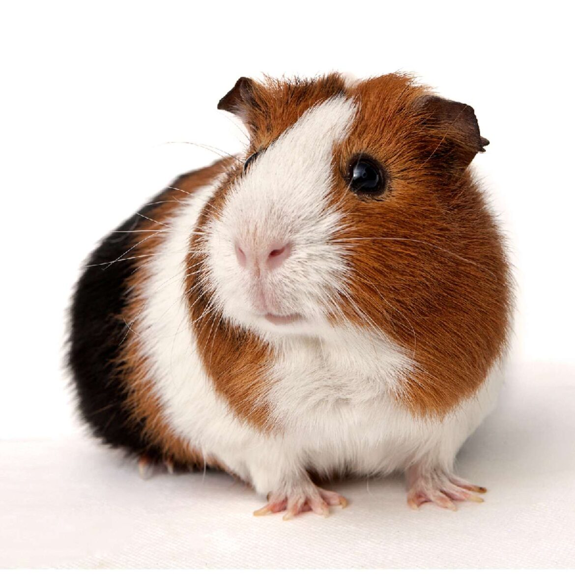 45: clinical trials – why you should be a guinea pig! with todd may, ms, ccrc