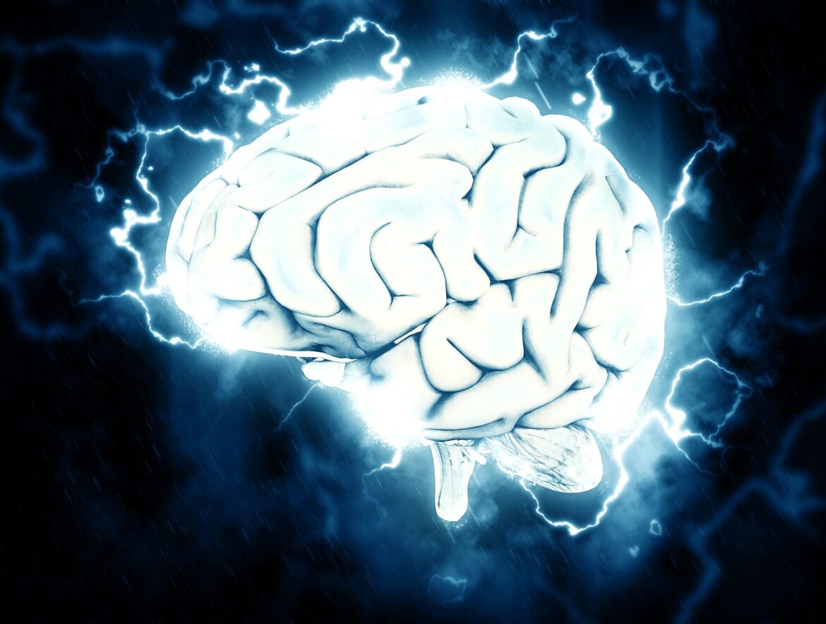 12 brain