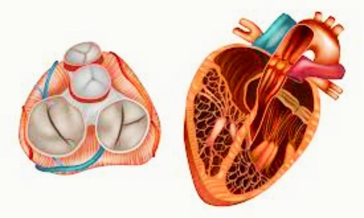 227739 calcific aortic valve disease