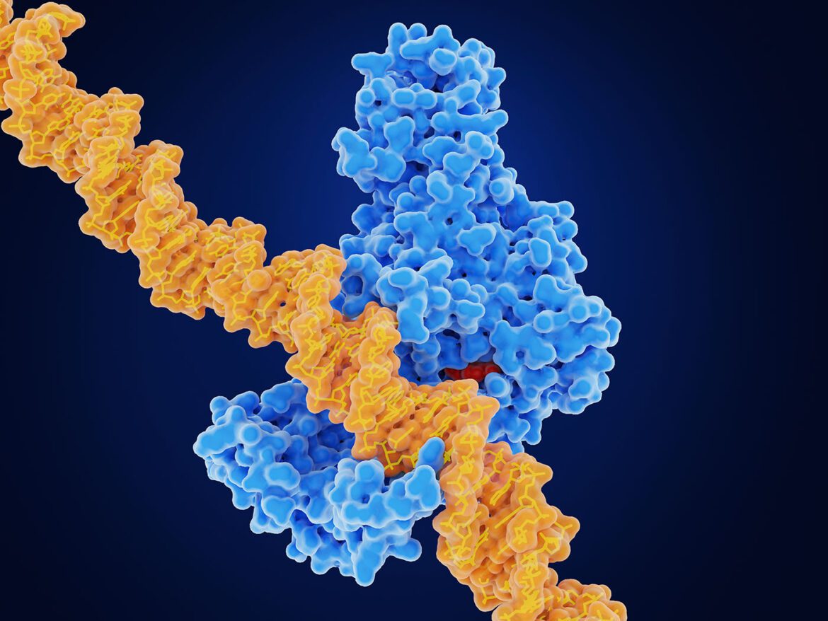 Getty 1402264698 DNAMethylTransferase