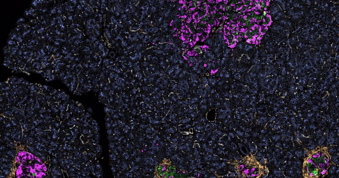 Screenshot 2025 12 01 at 10.06.08 AM