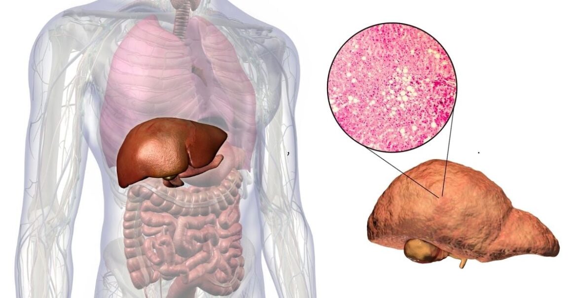 Liver