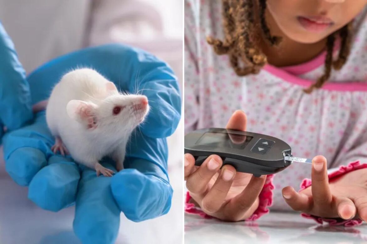 Type 1 diabetes mice potential cure