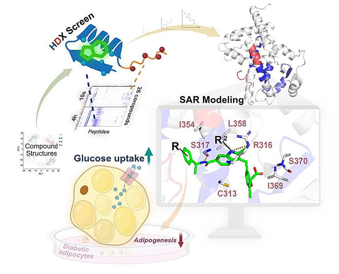New group of potential