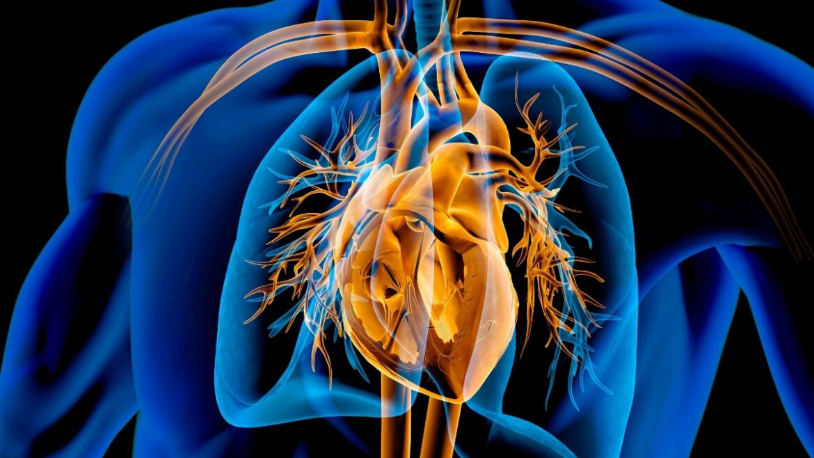 GoldCardiovascularSystemInBlueChestDiagram