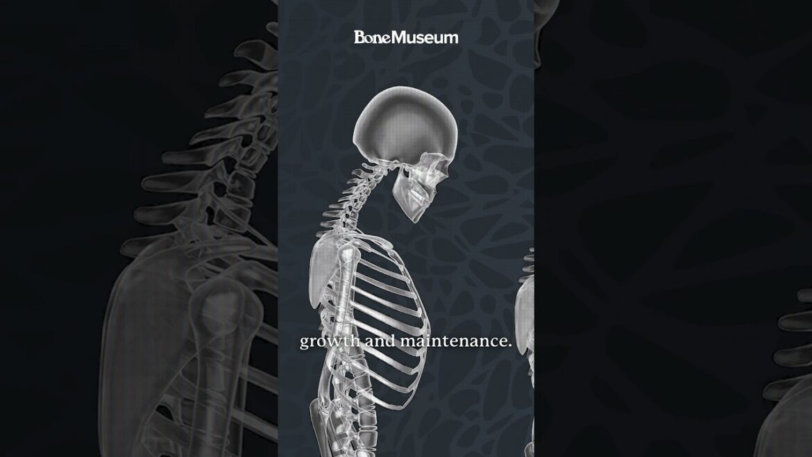 How Diabetes Changes Your Bones